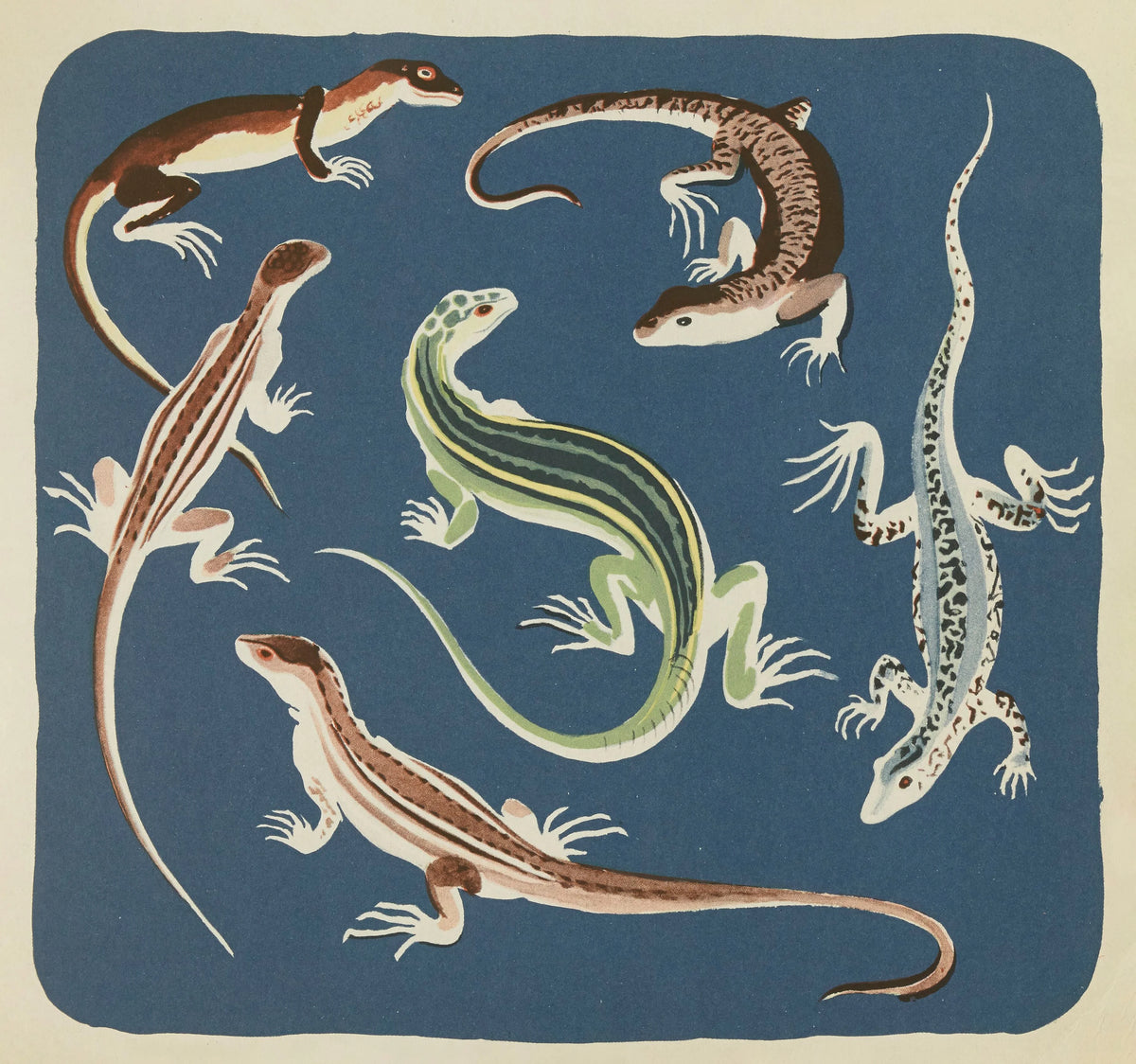 Elena Pavlovna Gertik - Nouvelles images à colorier, Reptiles Pl.10 (1938)