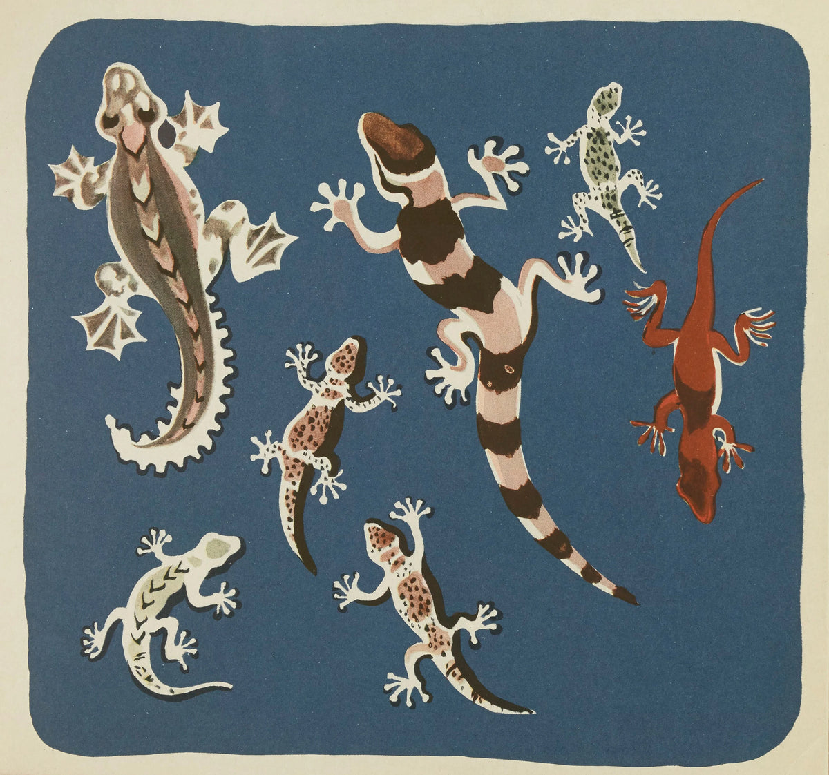 Elena Pavlovna Gertik - Nouvelles images à colorier, Reptiles Pl.12 (1938)