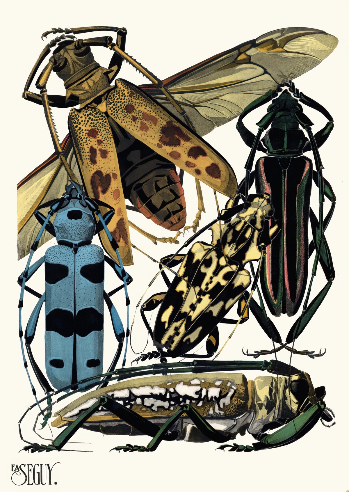 Emile-Allain Séguy - Insectes Pl.14 (1929)