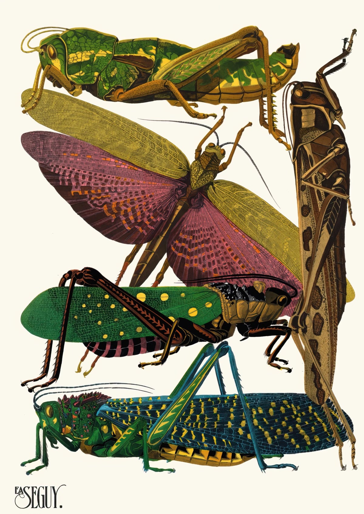 Emile-Allain Séguy - Insectes Pl.18 (1929)