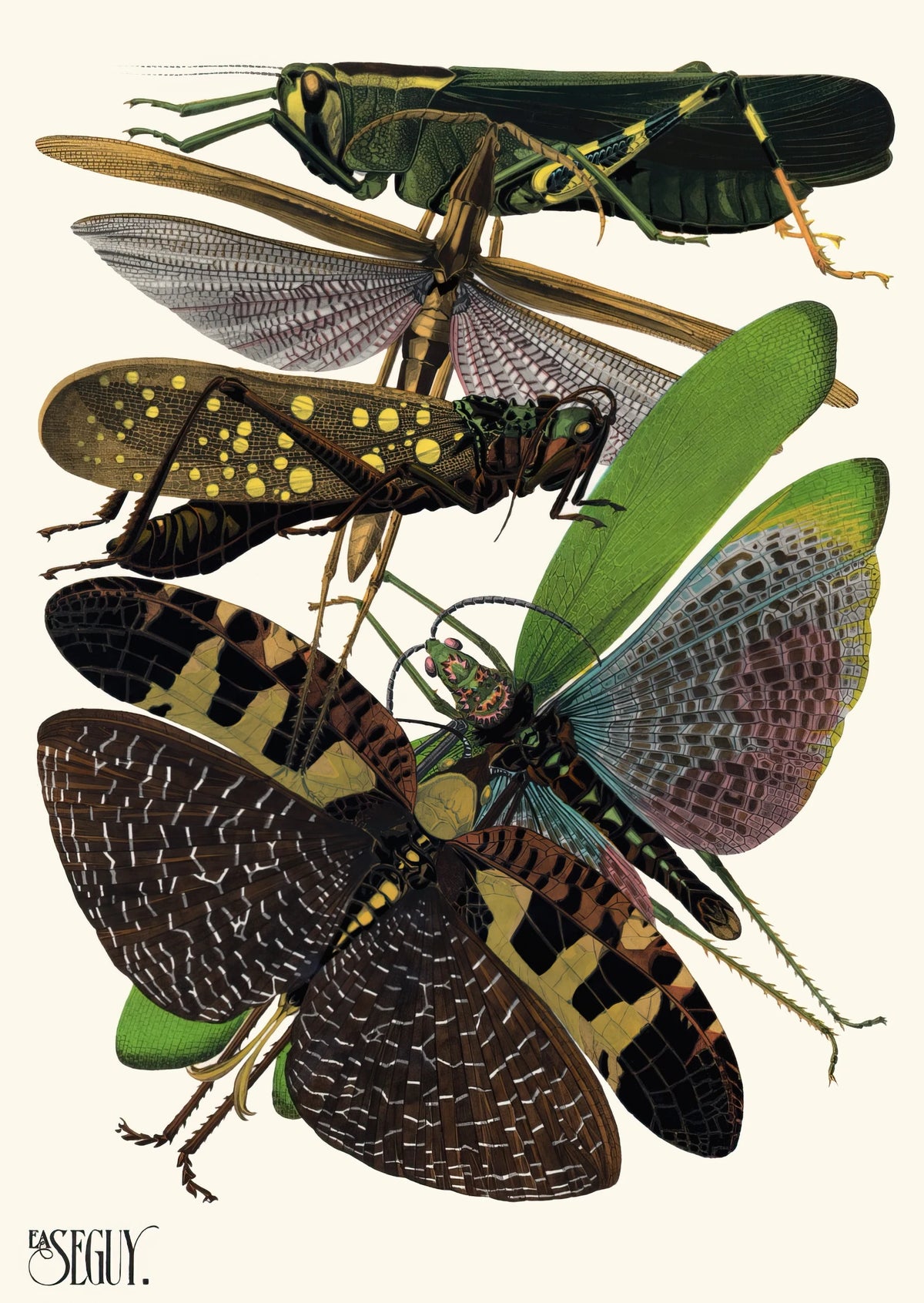 Emile-Allain Séguy - Insectes Pl.19 (1929)
