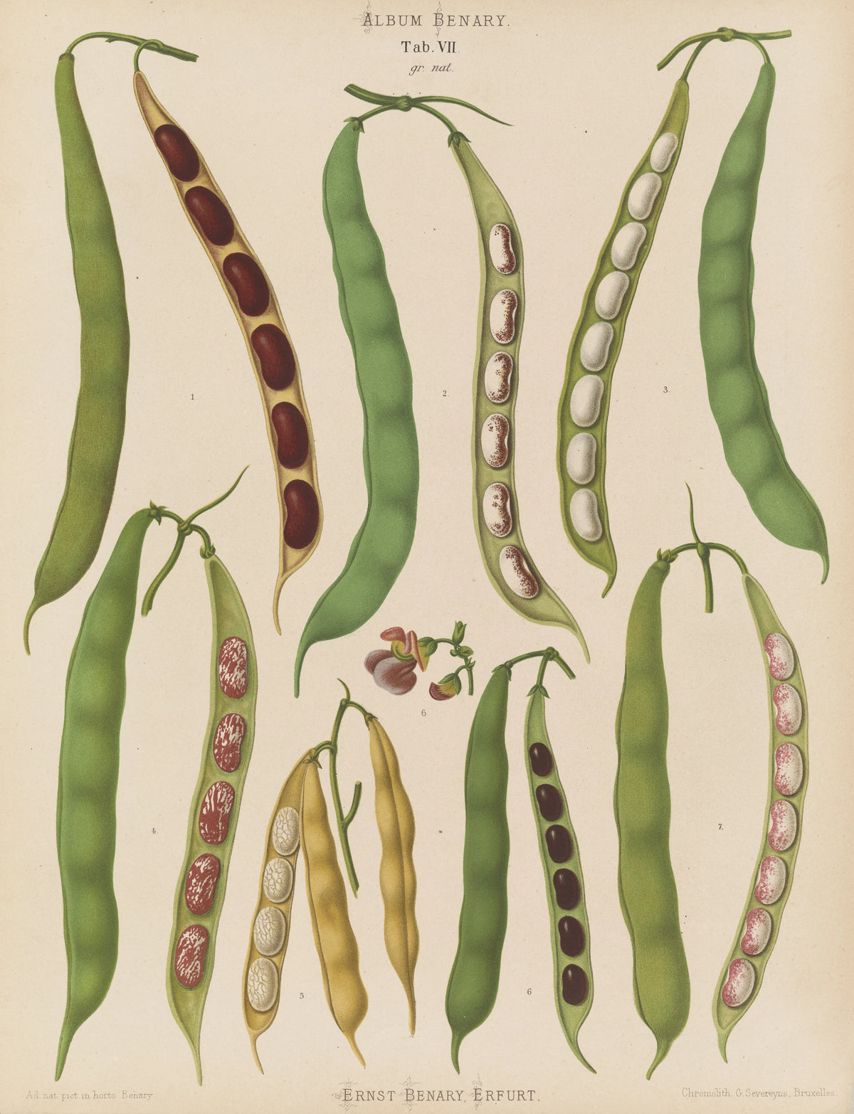 Ernst Benary - Beans - Dwarf French, Kidney, or Snap (1876-1886)