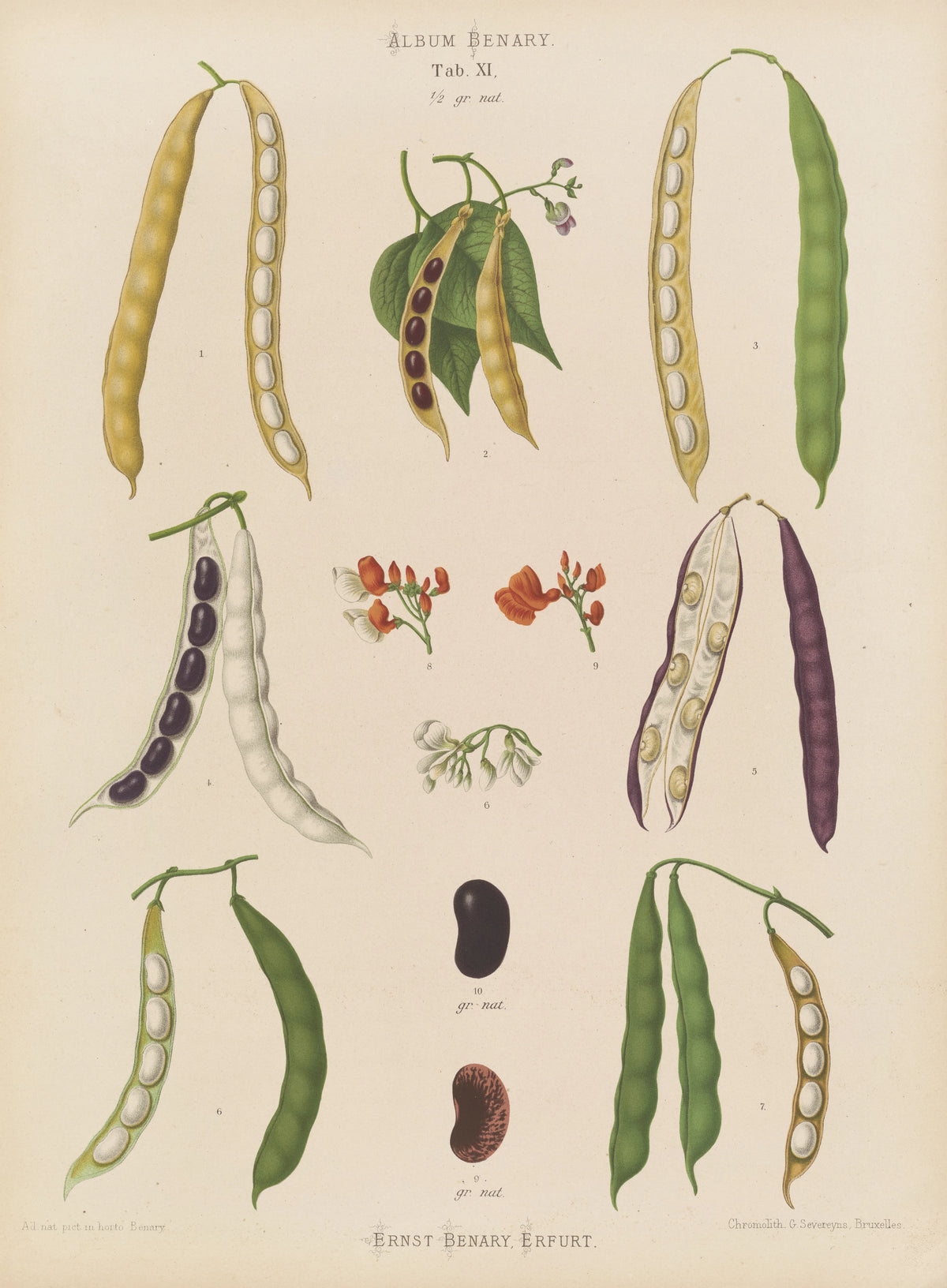 Ernst Benary - Beans - Runner, Tall Kidney, or Pole (1876-1886)