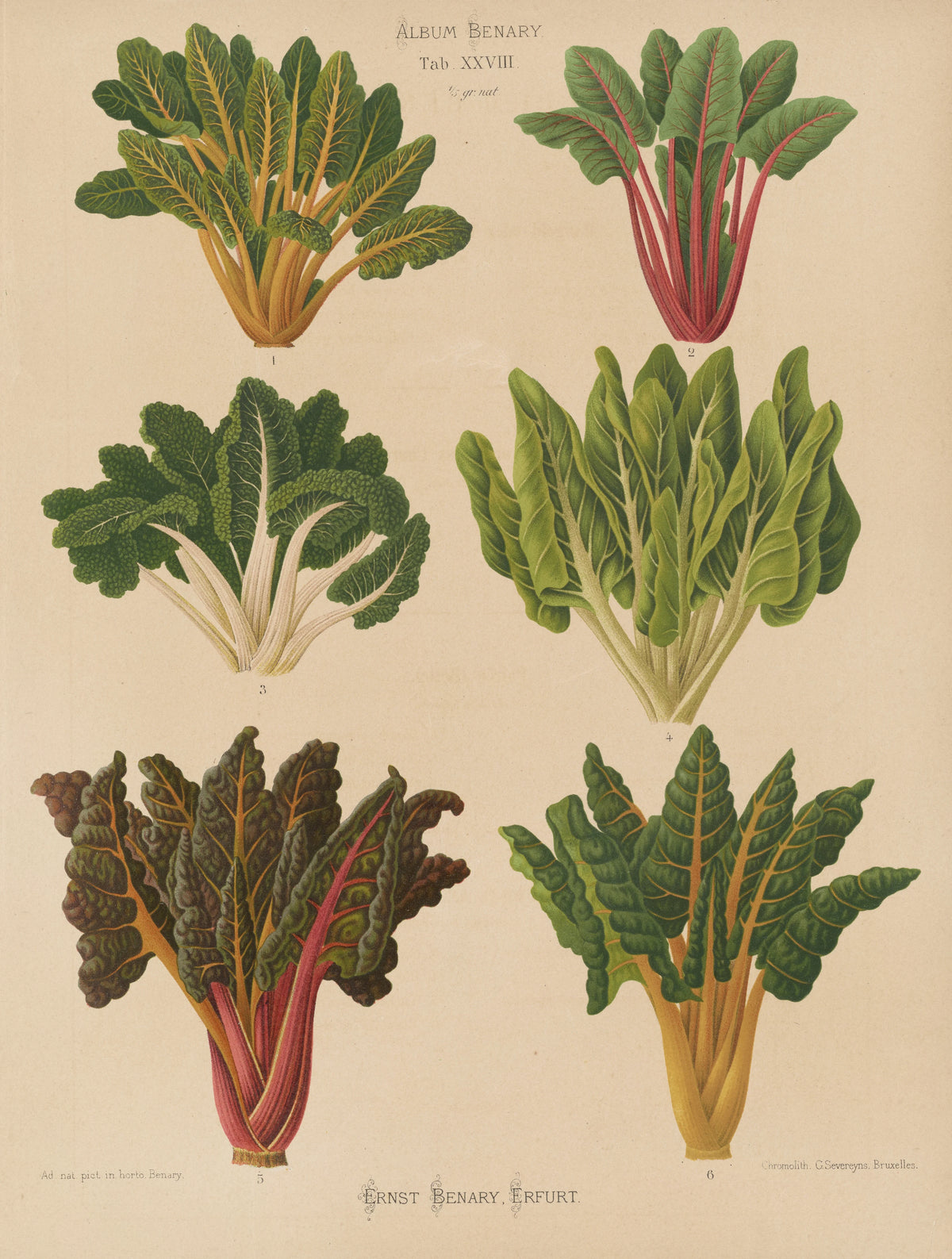 Ernst Benary - Beet or Swiss Chard (1876-1886)
