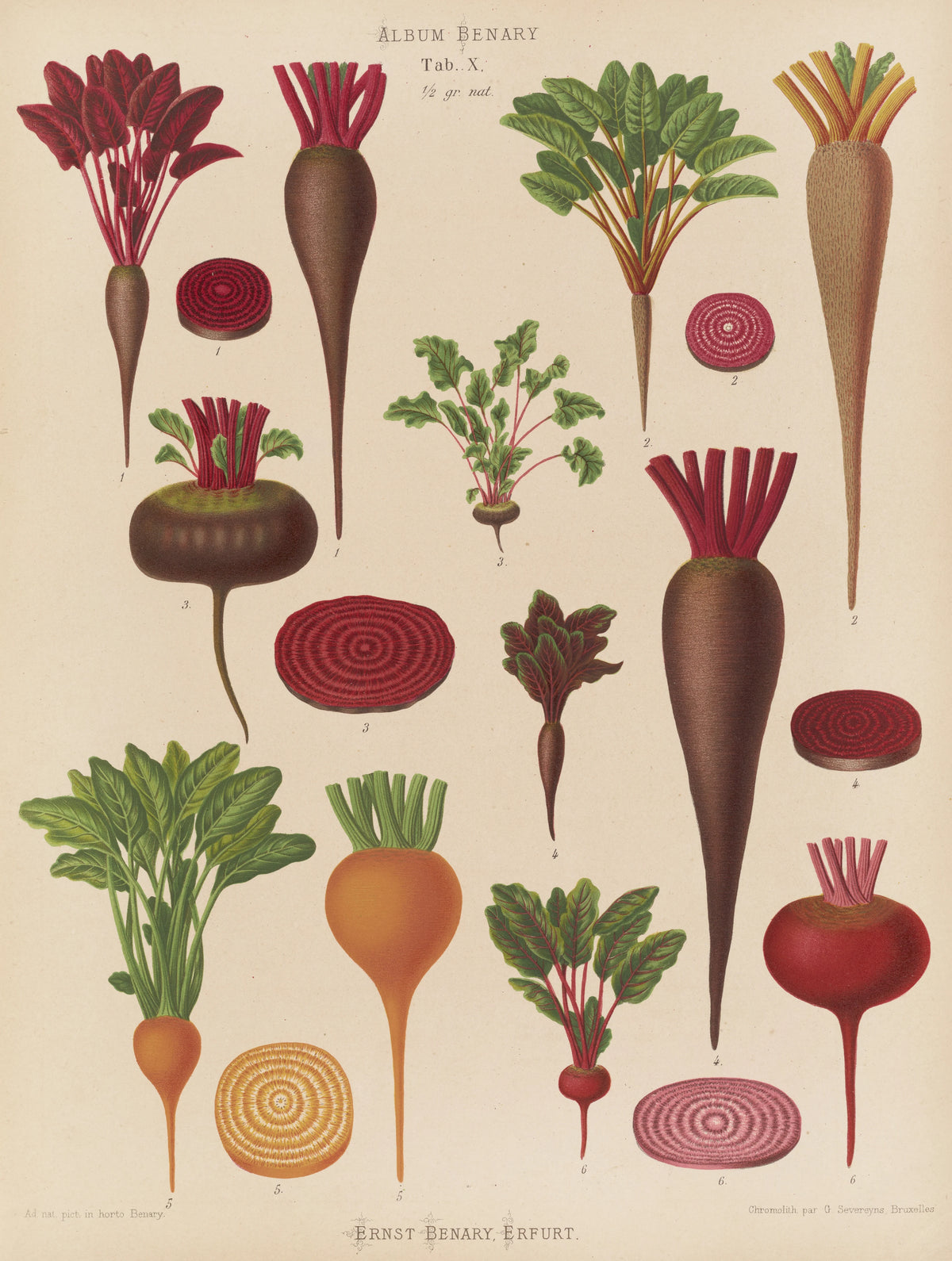 Ernst Benary - Beets (1876-1886)