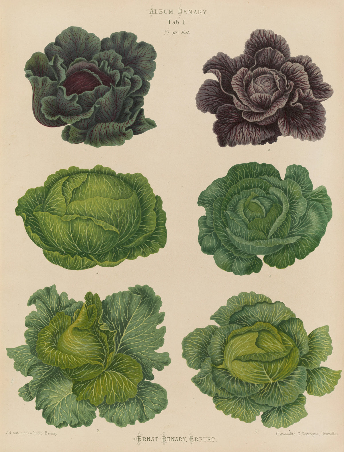 Ernst Benary - Cabbages (1876-1886)