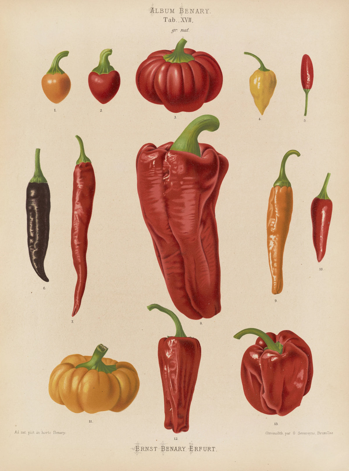 Capsicums, or Chili Peppers (1876-1886)