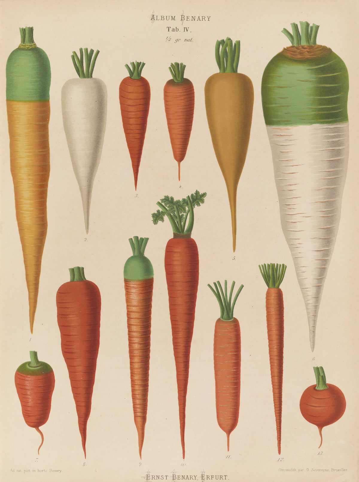 Ernst Benary - Carrots (1876-1886)