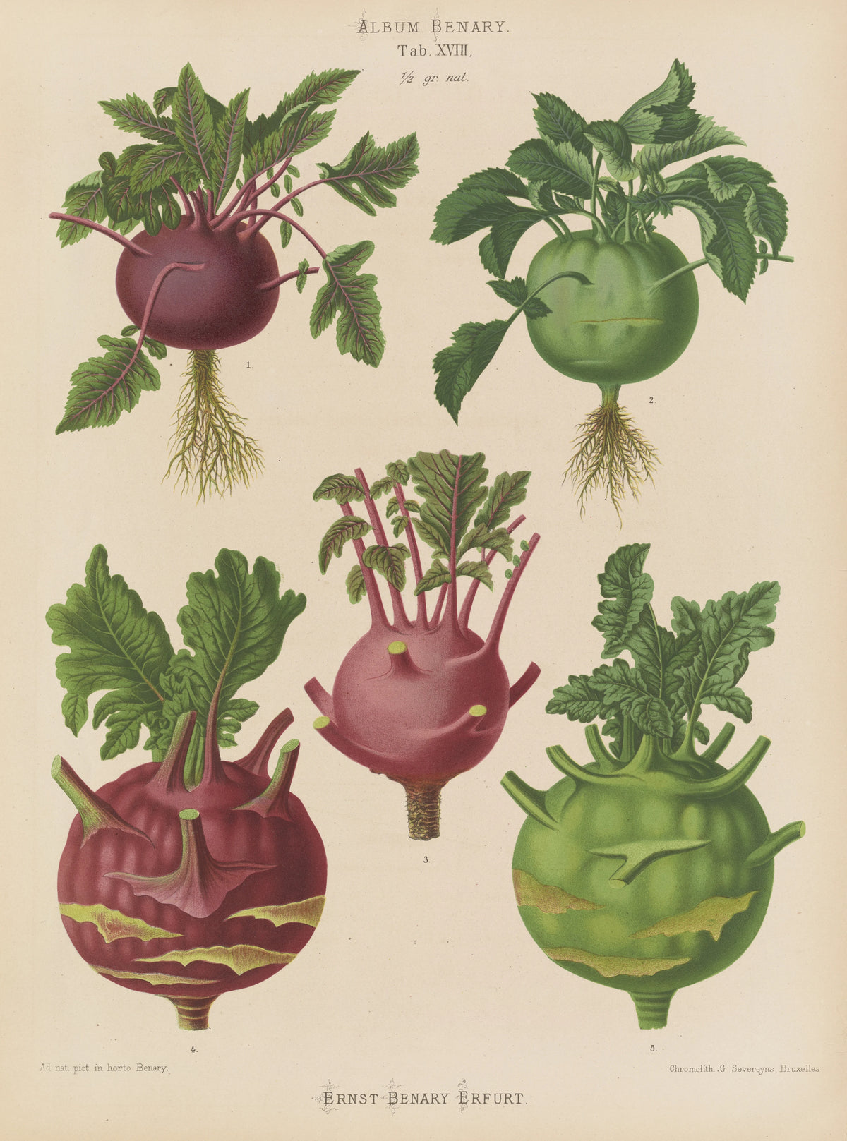 Ernst Benary - Kohl Rabi, or Turnip-rooted Cabbage (1876-1886)
