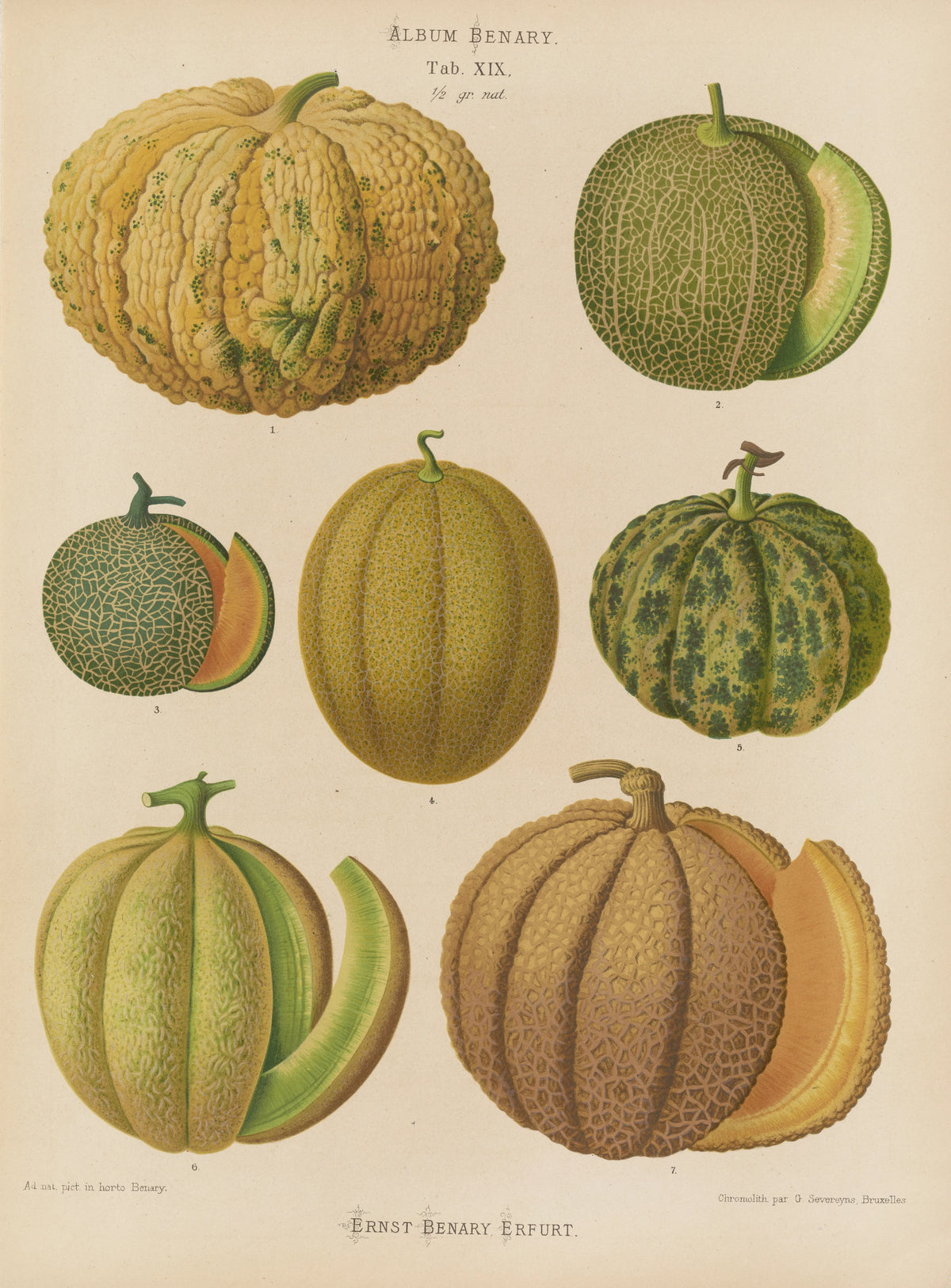 Ernst Benary - Melons (1876-1886)