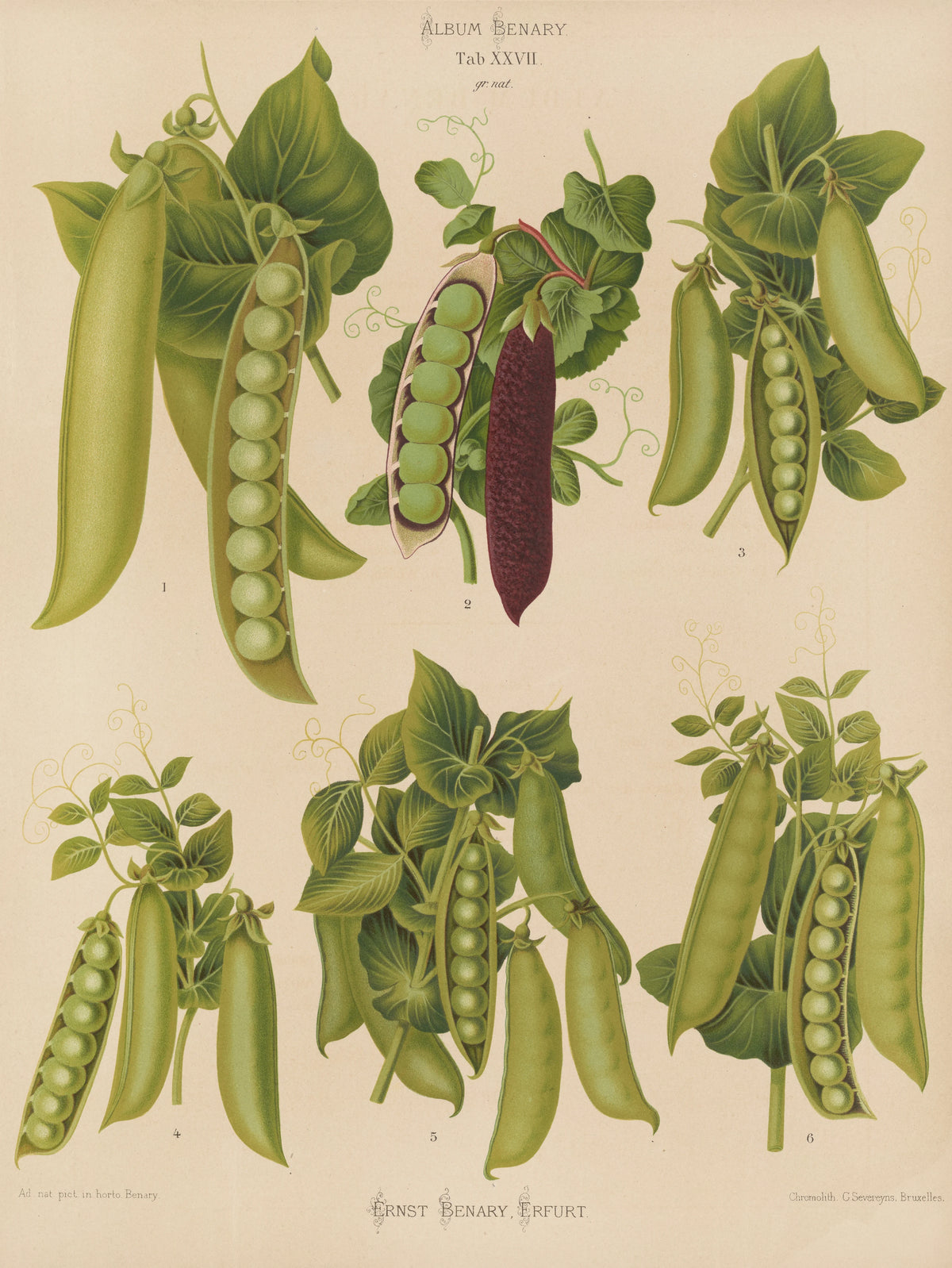 Ernst Benary - Peas (1876-1886)