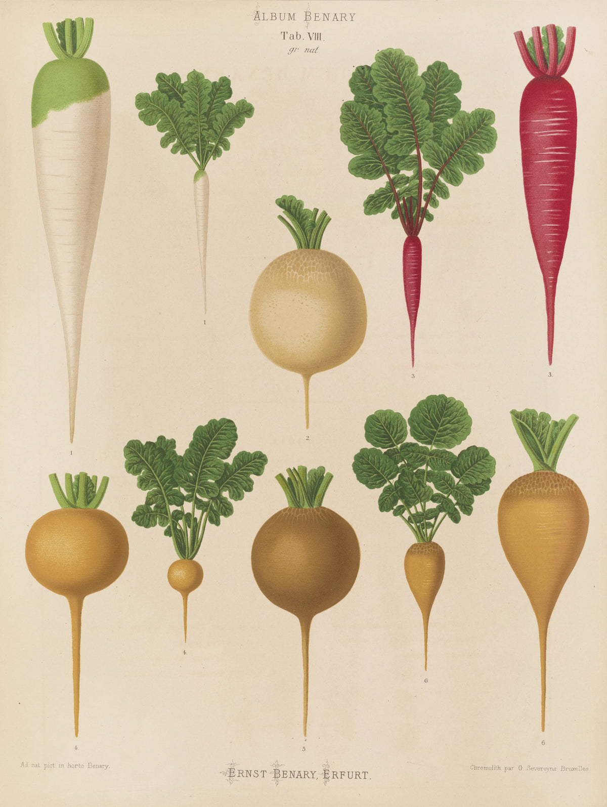 Ernst Benary - Radishes (1876-1886)