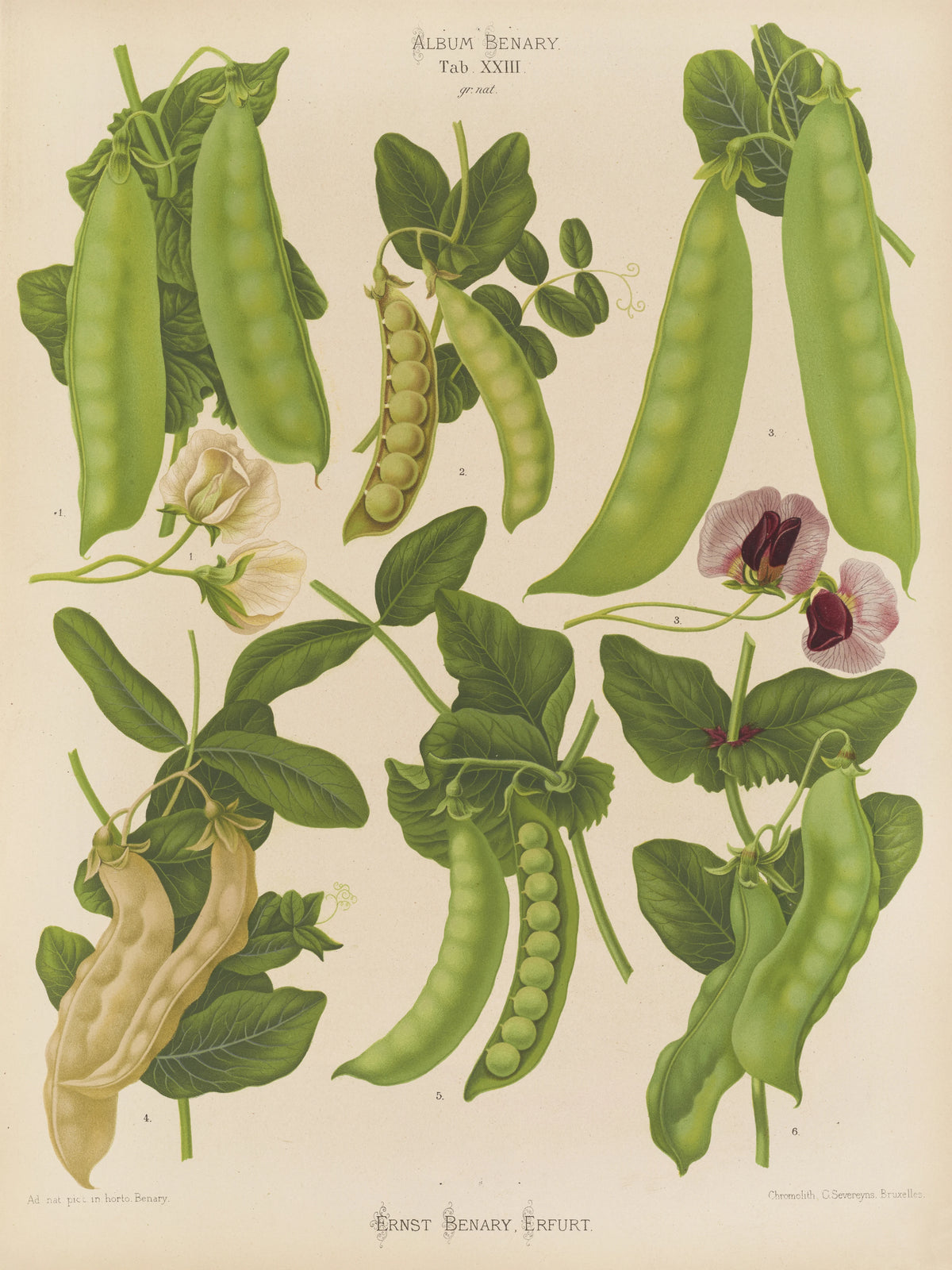 Ernst Benary - Sugar, or Edible-podded Peas (1876-1886)