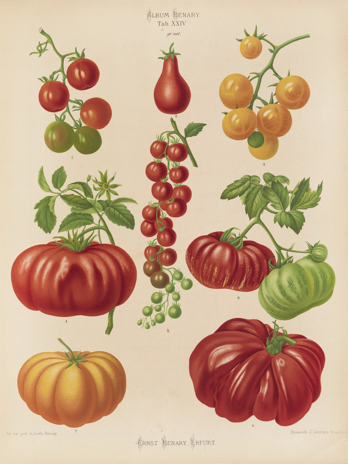 ernst-benary-tomatoes-or-love-apples-1876-1886