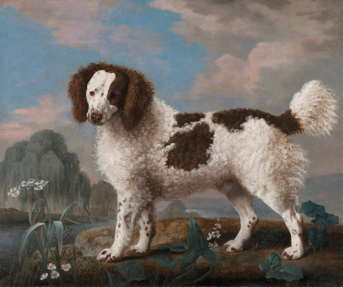 George Stubbs - Brown and White Norfolk or Water Spaniel (1778)