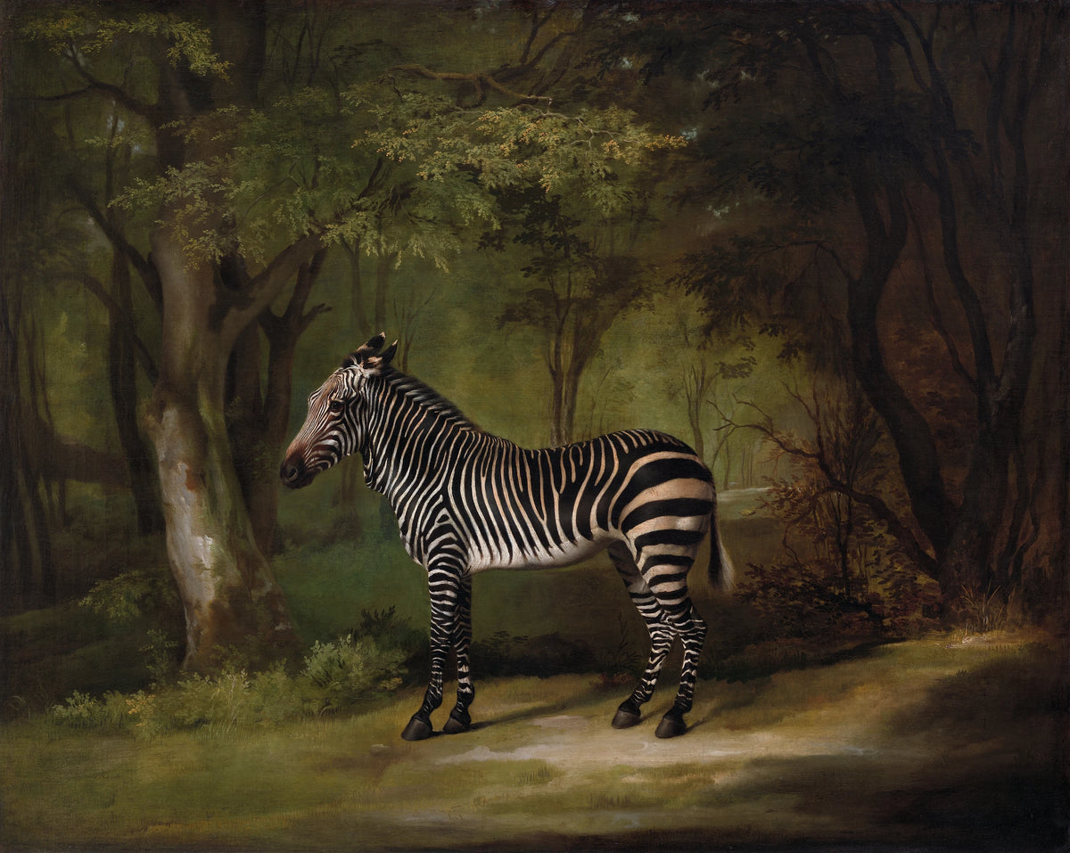 George Stubbs - Zebra (1763)