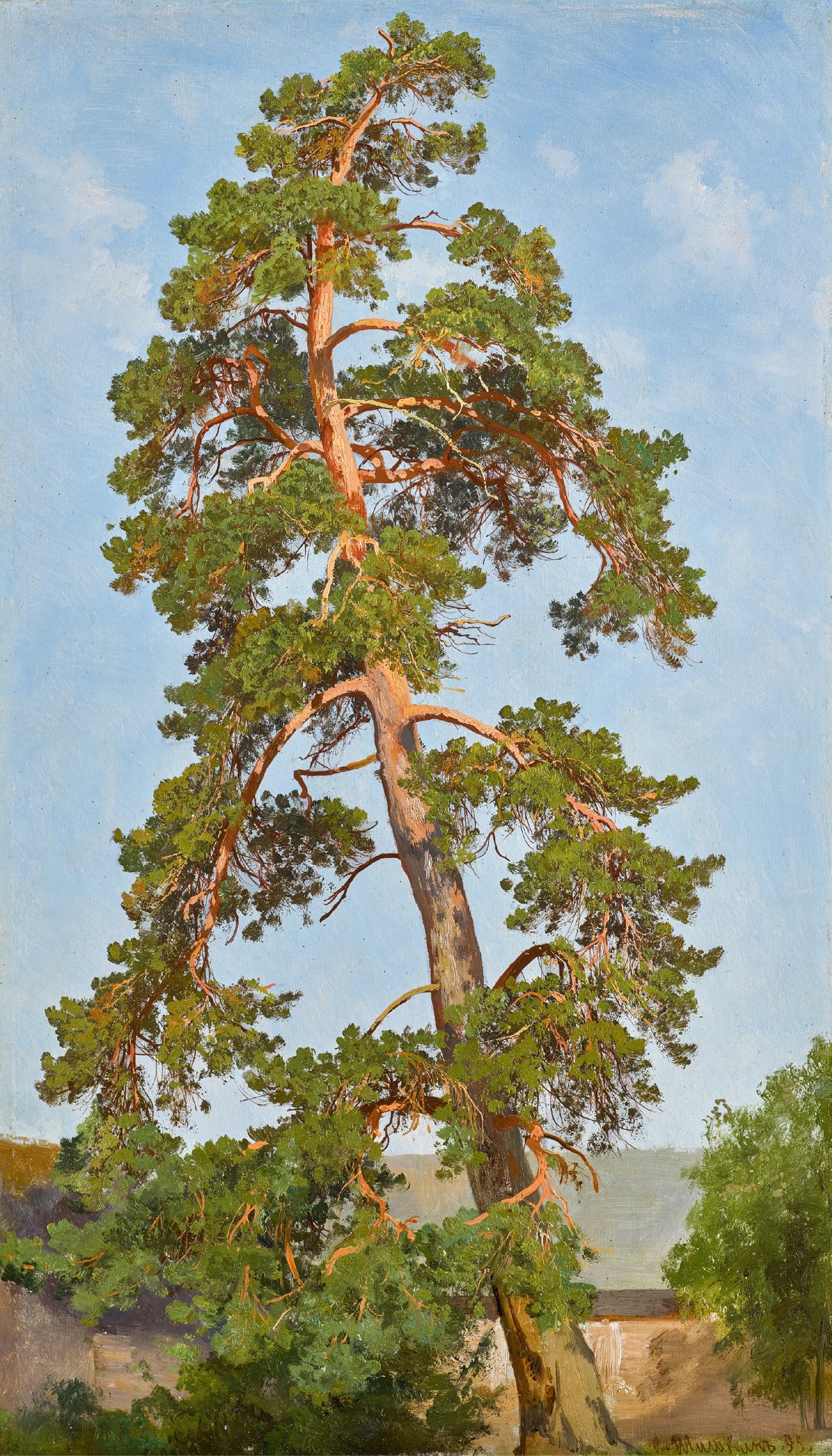 Ivan Ivanovich Shishkin - Pine Tree (1895)