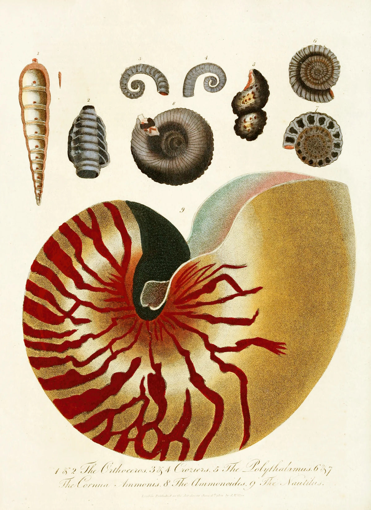 John Chapman - Encyclopaedia londinensis - Conchology Pl. 01 (1810)