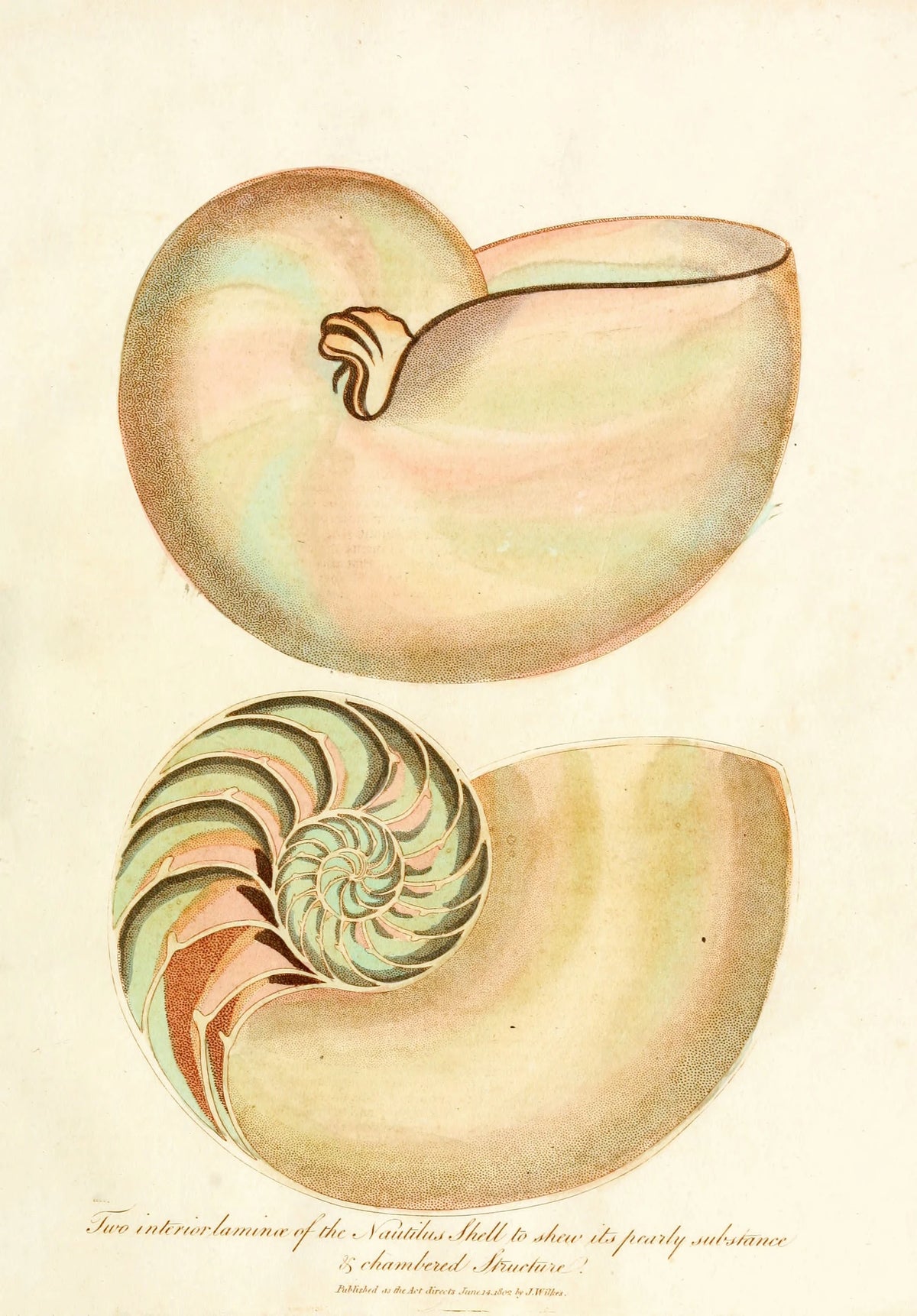 John Chapman - Encyclopaedia londinensis - Conchology Pl. 02 (1810)