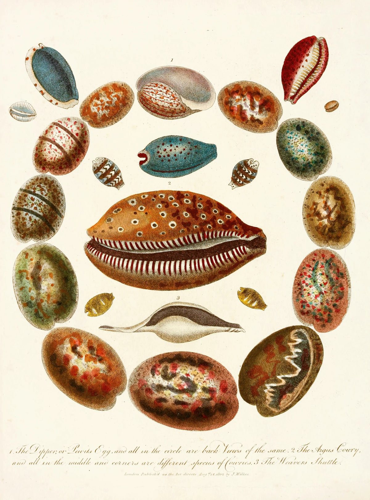John Chapman - Encyclopaedia londinensis - Conchology Pl. 03 (1810)