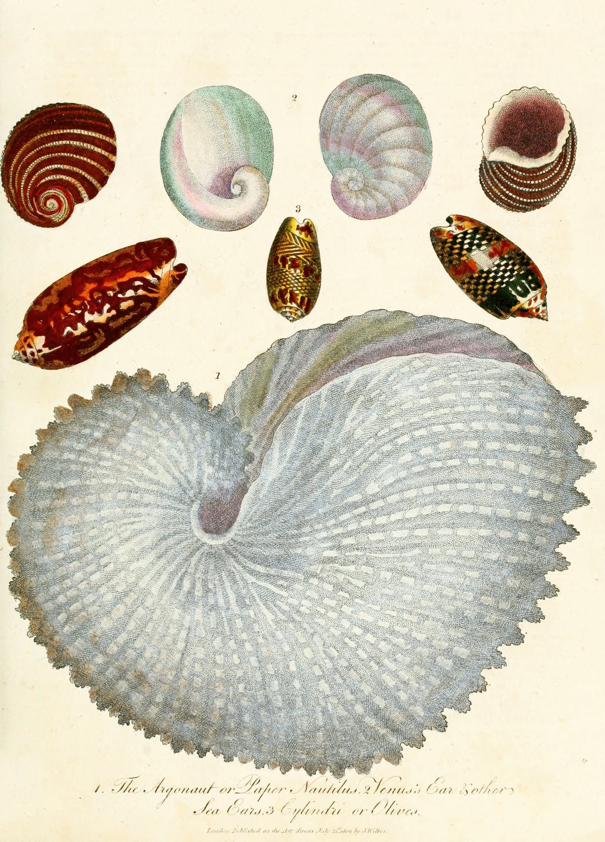 John Chapman - Encyclopaedia londinensis - Conchology Pl. 04 (1810)