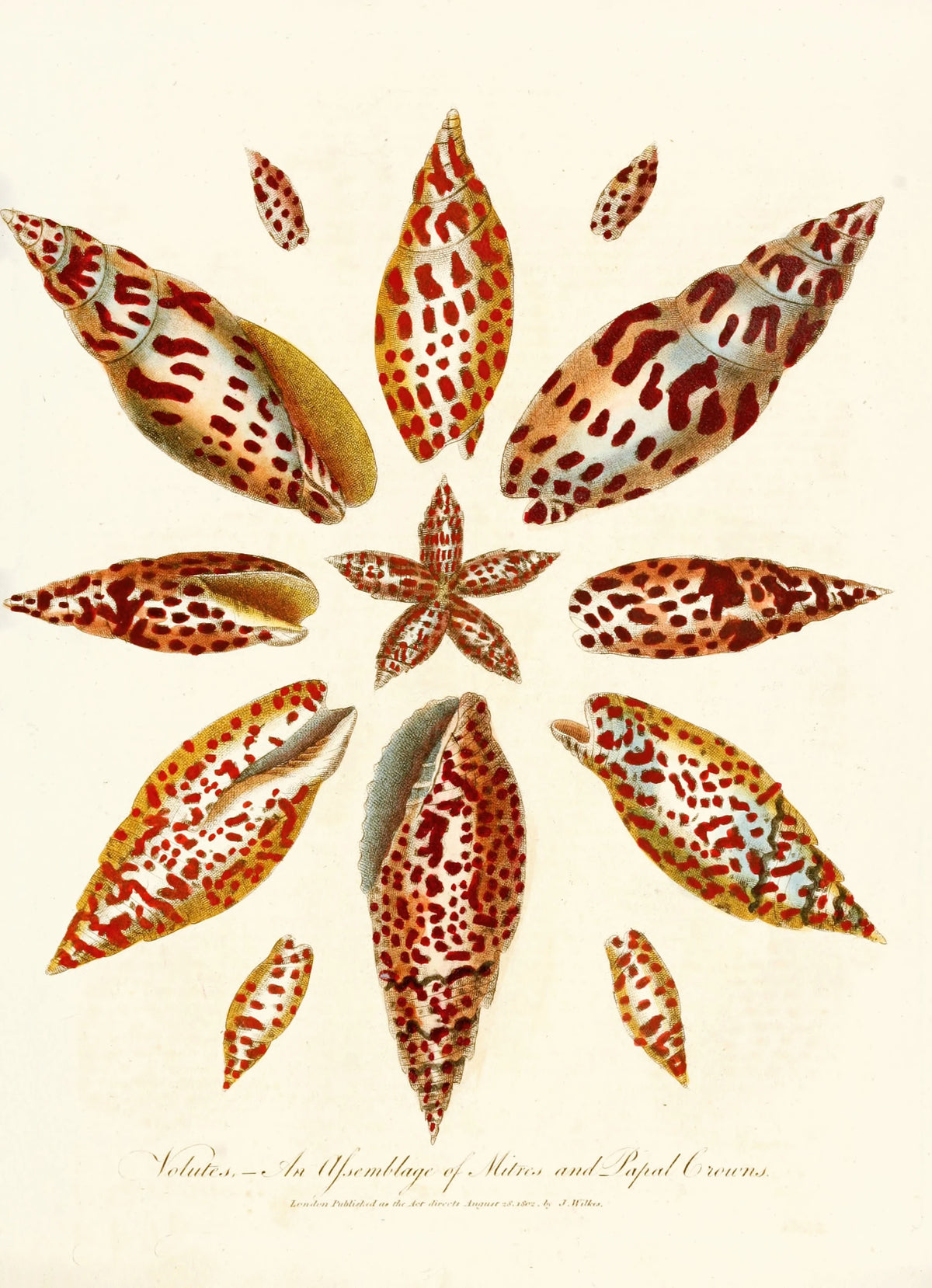 John Chapman - Encyclopaedia londinensis - Conchology Pl. 06 (1810)