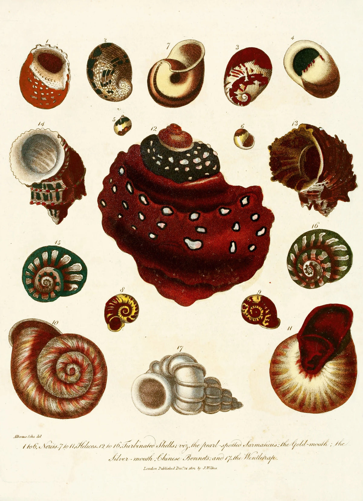 John Chapman - Encyclopaedia londinensis - Conchology Pl. 09 (1810)