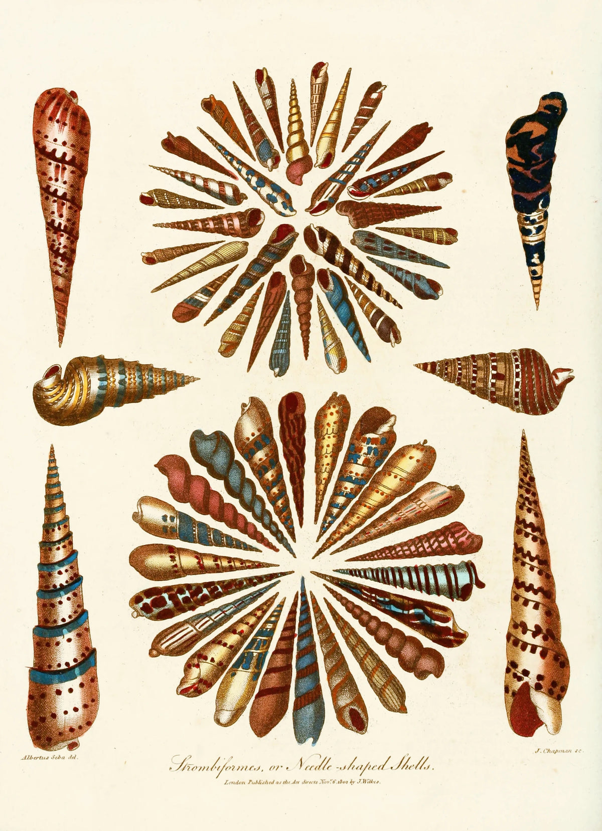 John Chapman - Encyclopaedia londinensis - Conchology Pl. 11 (1810)