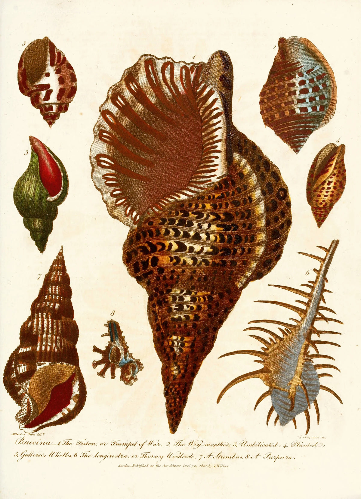 John Chapman - Encyclopaedia londinensis - Conchology Pl. 12 (1810)