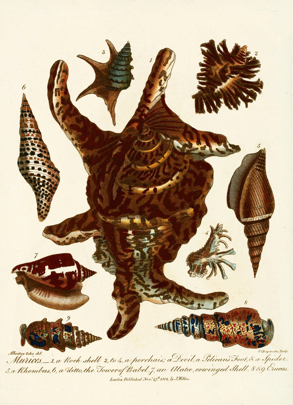 John Chapman - Encyclopaedia londinensis - Conchology Pl. 13 (1810)