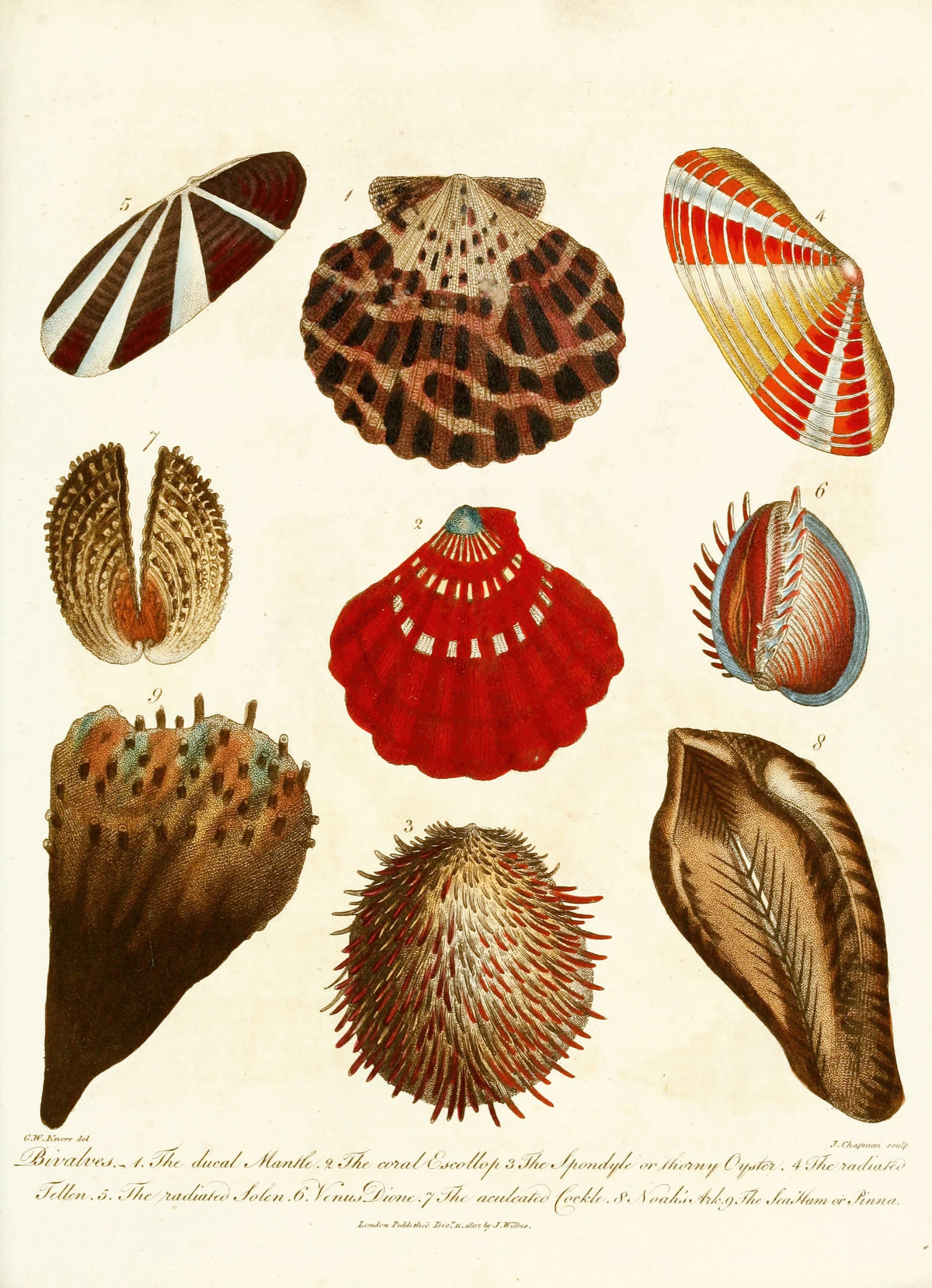 John Chapman - Encyclopaedia londinensis - Conchology Pl. 14 (1810)