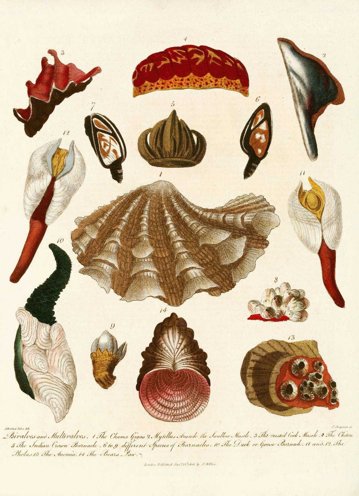 John Chapman - Encyclopaedia londinensis - Conchology Pl. 15 (1810)