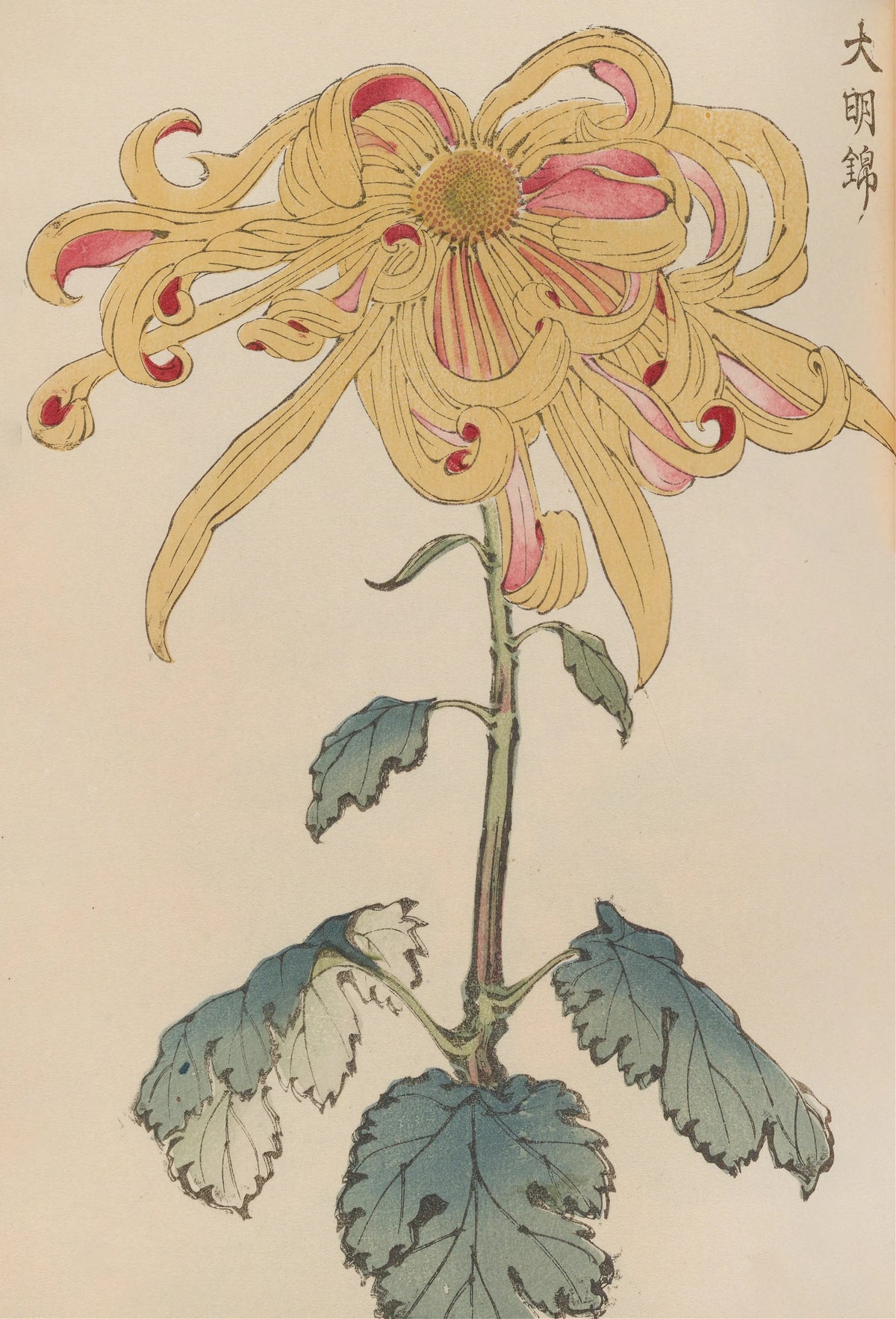 Keika Hasegawa - Keika hyakugiku, Pl.11 (1893)