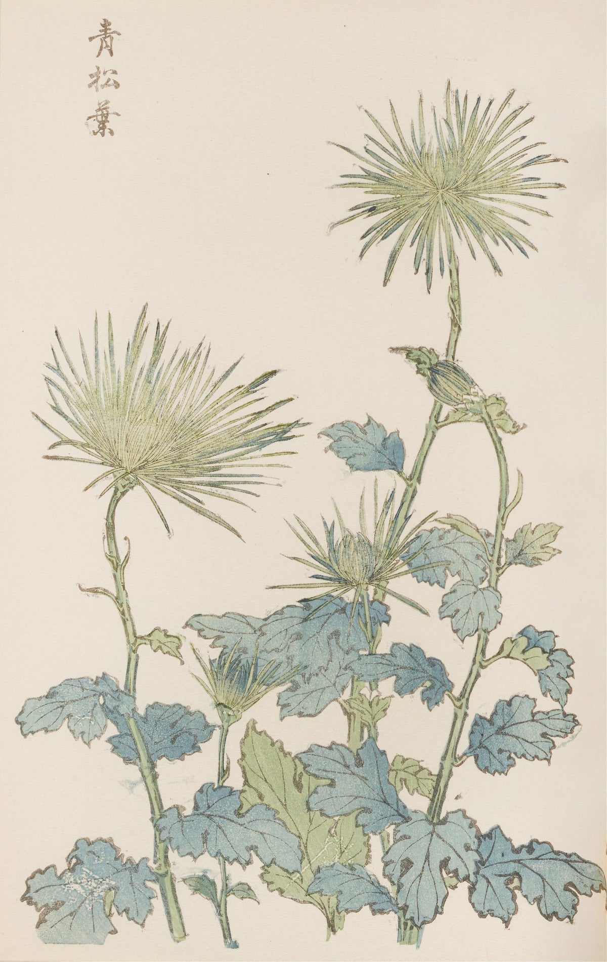 Keika Hasegawa - Keika hyakugiku, Pl.18 (1893)