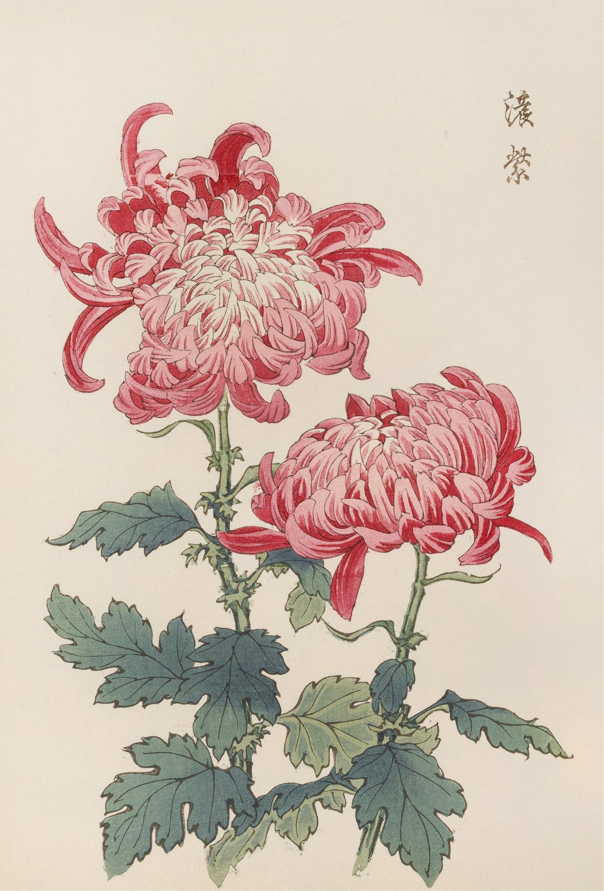 Keika Hasegawa - Keika hyakugiku, Pl.23 (1893)