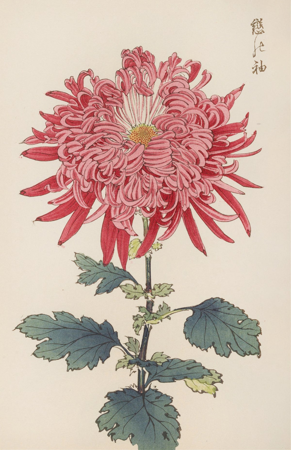 Keika Hasegawa - Keika hyakugiku, Pl.24 (1893)