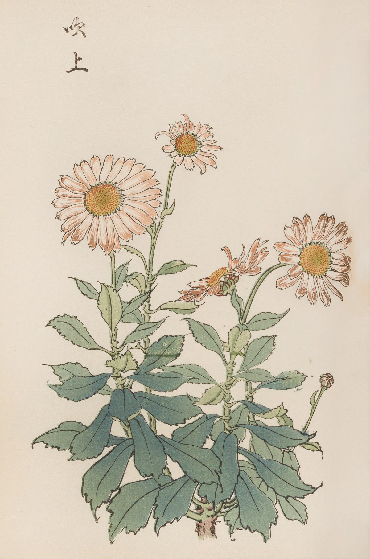 Keika Hasegawa - Keika hyakugiku, Pl.30 (1893)