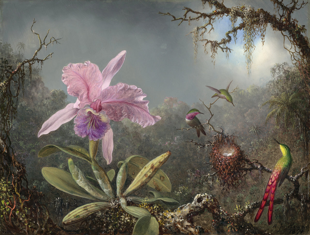 Martin Johnson Heade - Cattleya Orchid and Three Hummingbirds (1871)