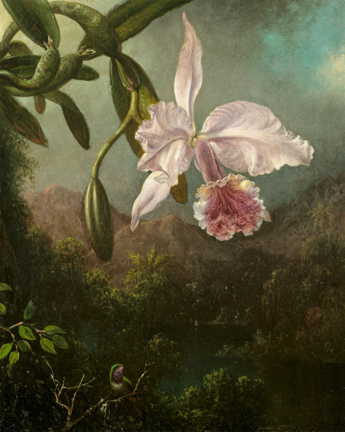 Martin Johnson Heade - Orchid Blossoms (1873)