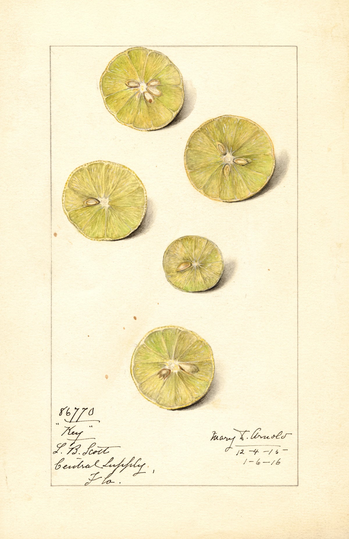 Mary Daisy Arnold - Citrus aurantiifolia Key (1916)