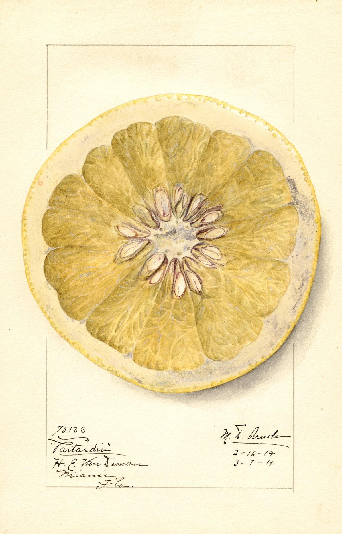 Mary Daisy Arnold - Citrus paradisi Patardia (1916)
