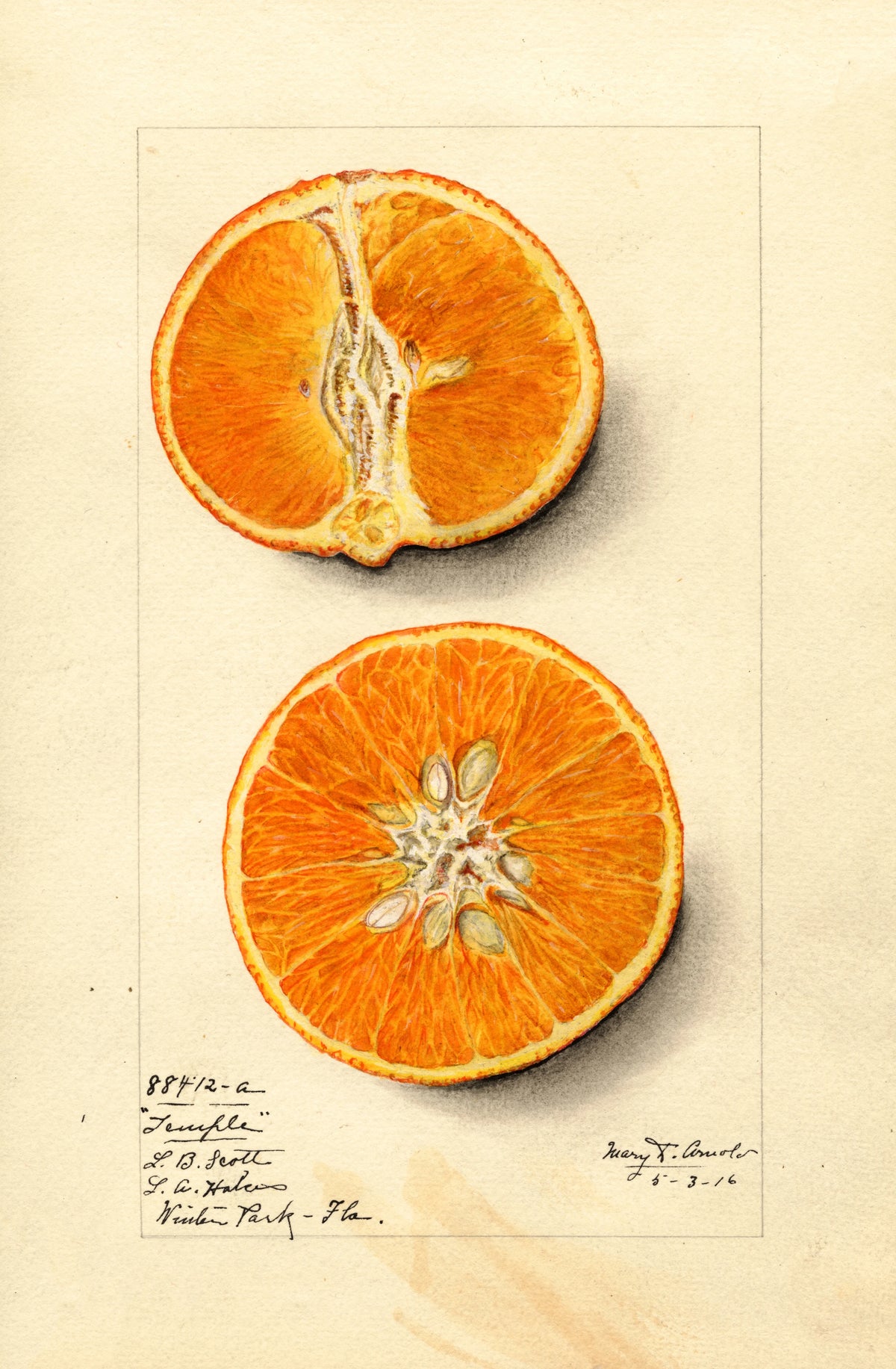 Mary Daisy Arnold - Citrus sinensis Temple (1916)
