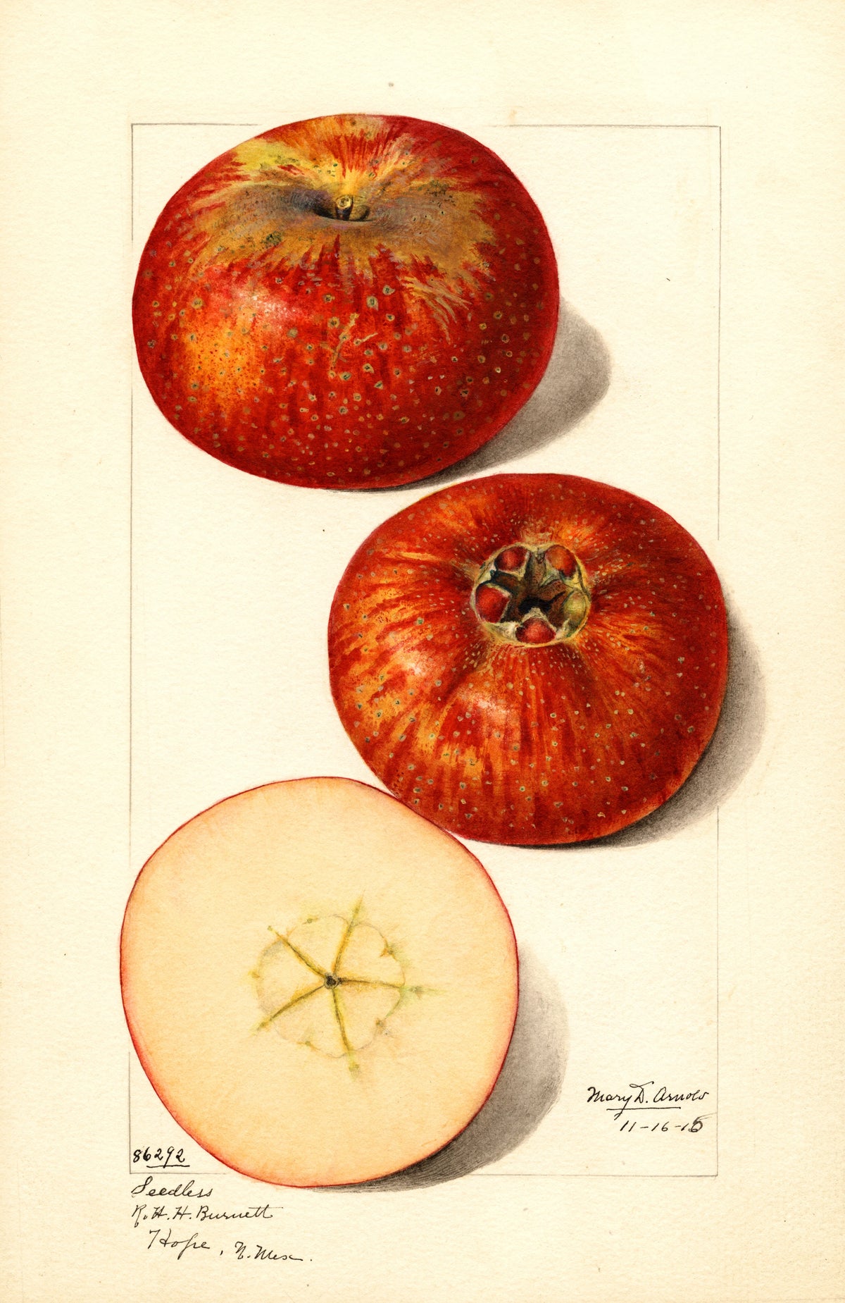 Mary Daisy Arnold - Malus domestica (1915)