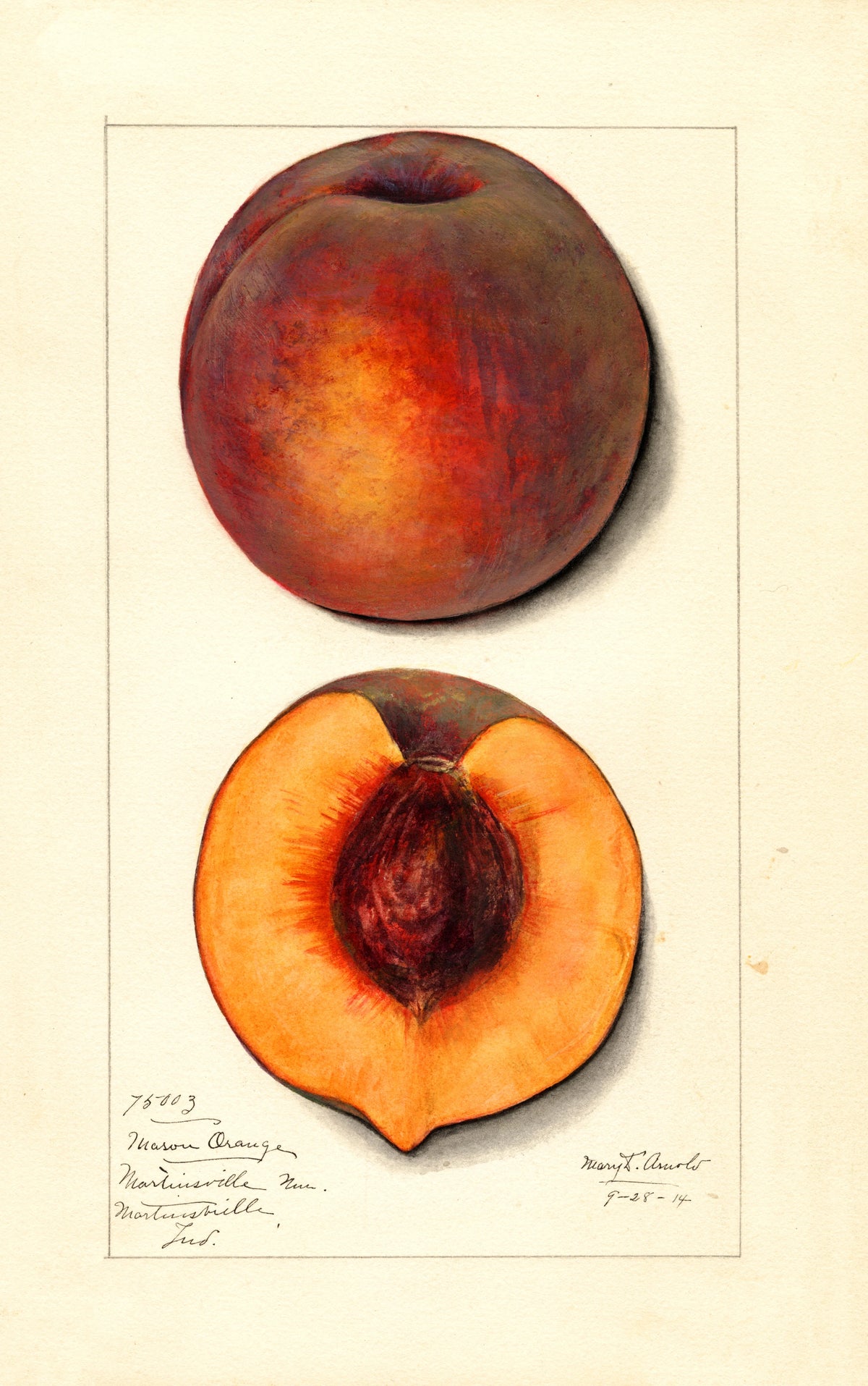 Mary Daisy Arnold - Prunus persica Masons Orange (1914)