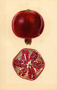 Punica granatum Pomegranate (1932)