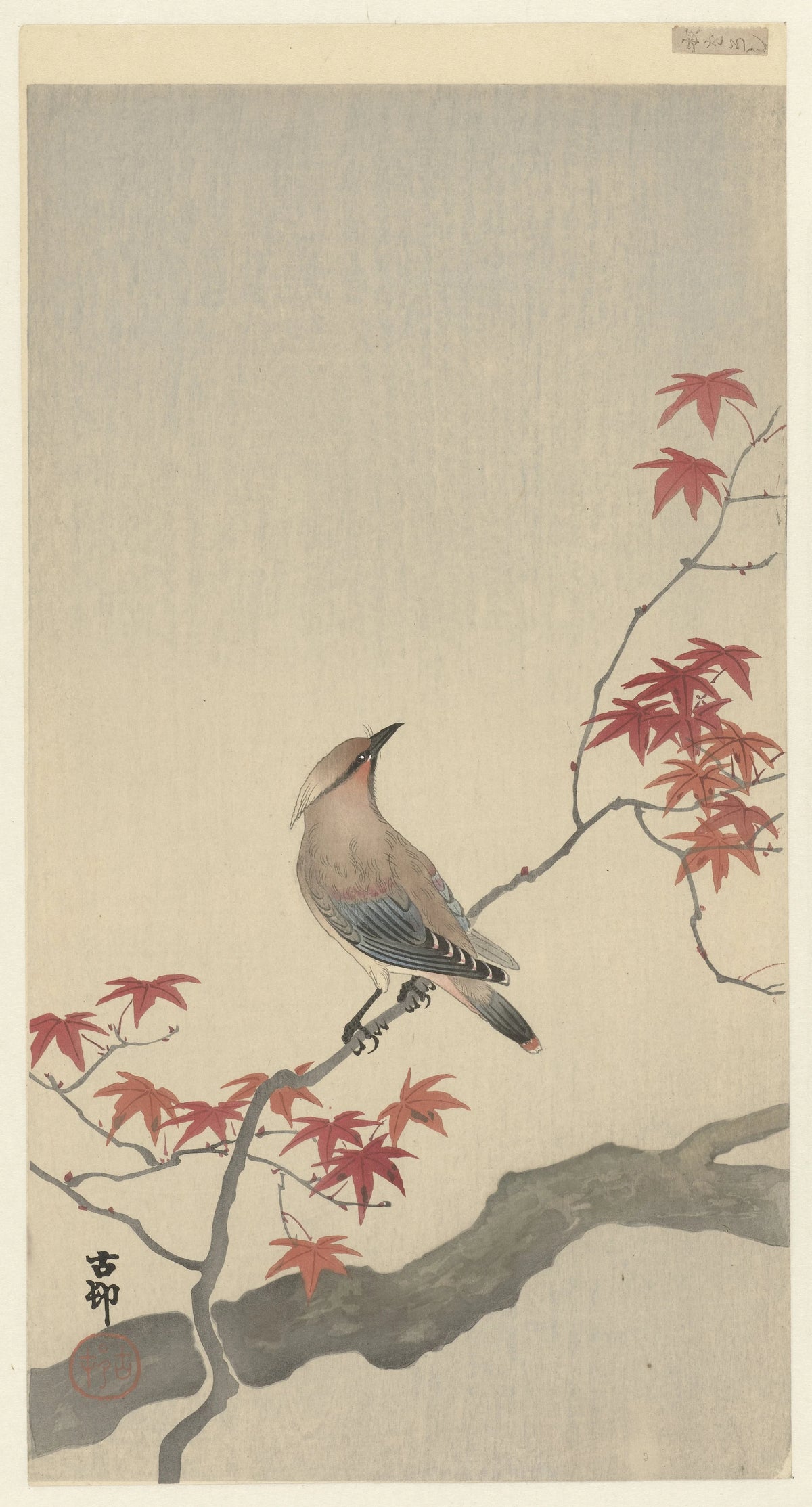Ohara Koson - Japanese waxwing on maple (1900-1930)