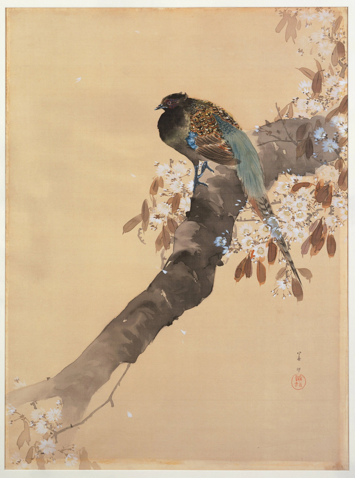 Ohara Koson - Pheasant on cherry blossom branch (1887-1945)