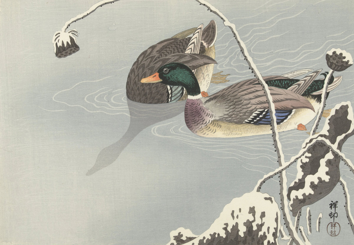 Ohara Koson - Two Mallards near a Snow-Covered Lotus, (1925-1936)