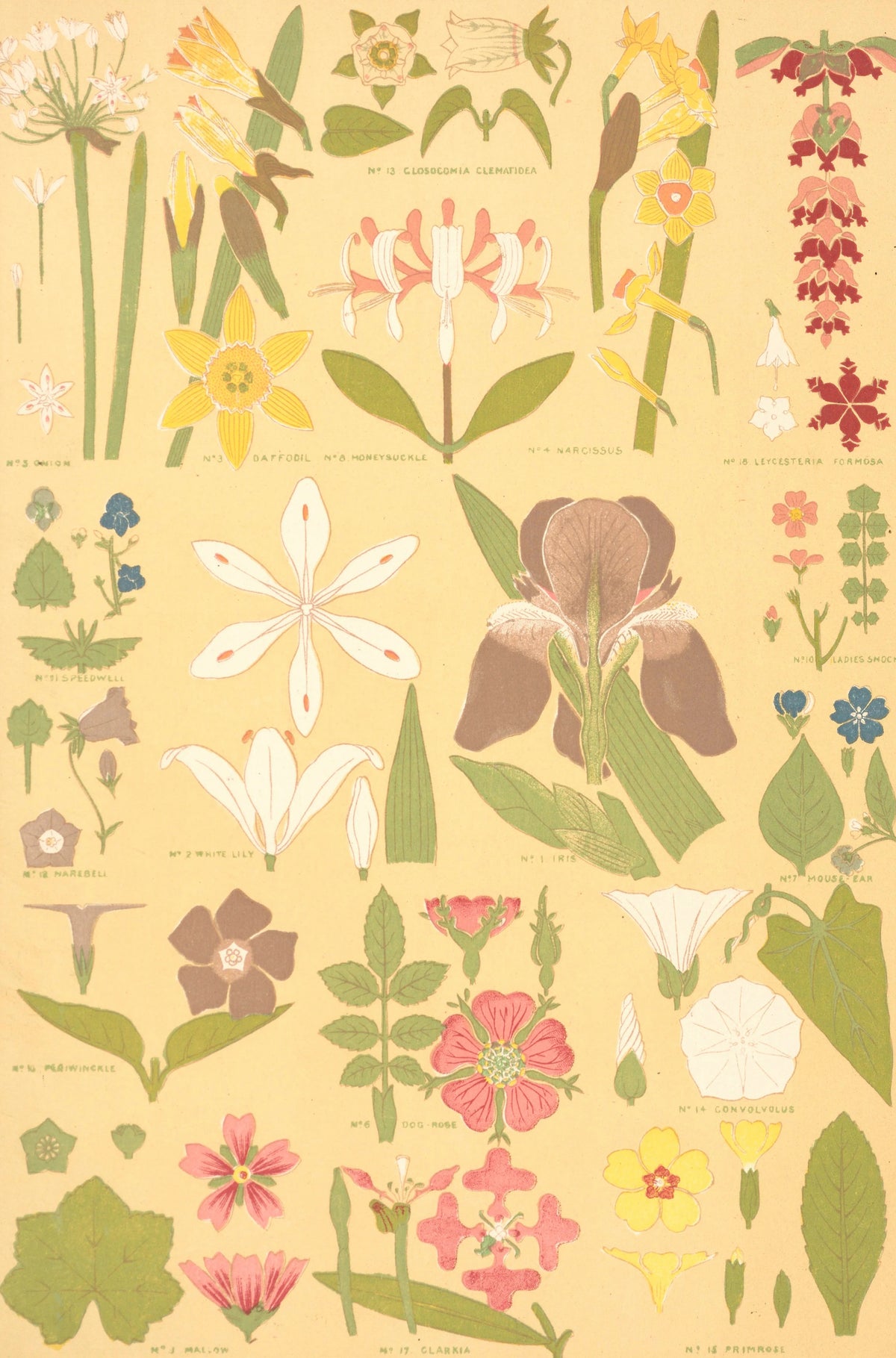 Owen Jones - Leaves from Nature No. 8 (1910)
