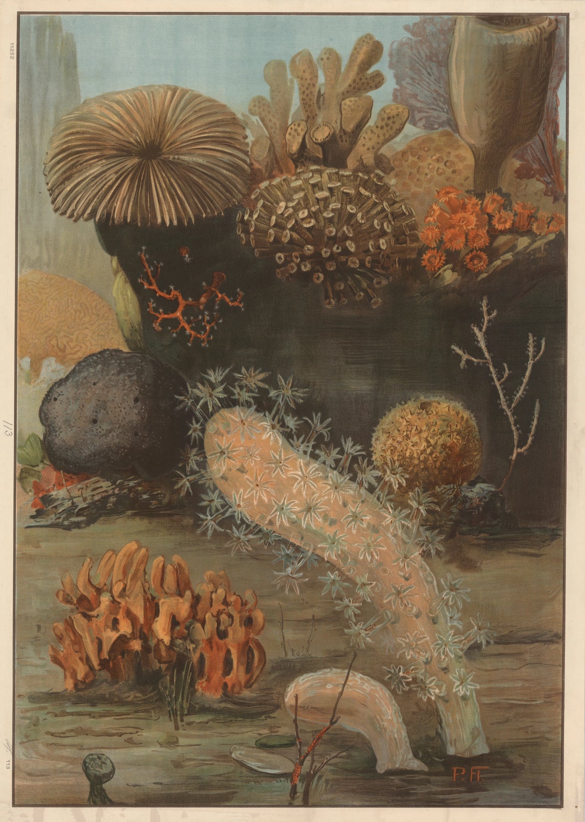 Paul Flanderky - Corals and fungi (1910)